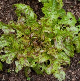 Ozollapu salāti 'Flashy Butter Oak'